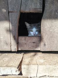 Portrait of cat sitting on wood