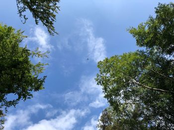 Low angle view of trees against sky