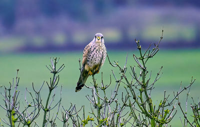 Bird perching on branch against blurred background