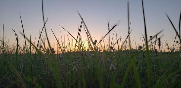 Scenic view of field against sky during sunset