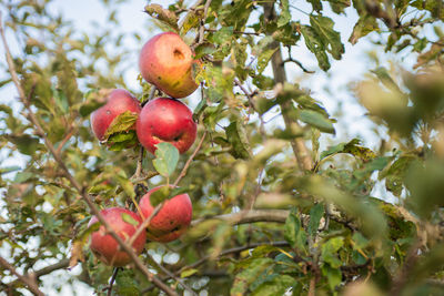 Low angle view of apples on tree