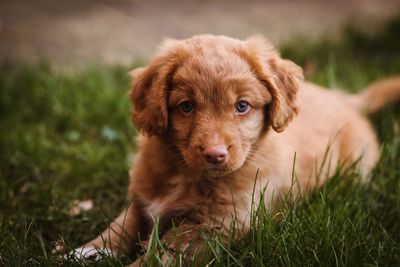 Portrait of puppy relaxing on field