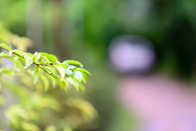 Close-up of fresh green leaves