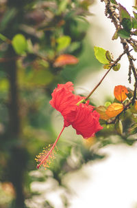 Close-up of red hibiscus blooming outdoors