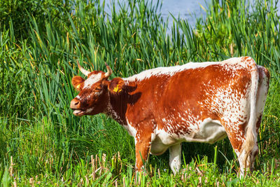 Dairy cow on a meadow by a beach