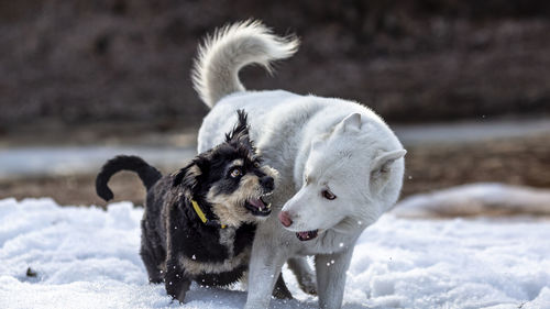 Close-up of dogs on snow covered land