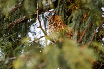 Bird perching on a tree