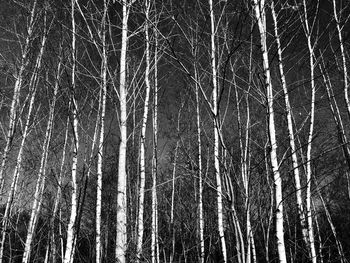 Full frame shot of bare trees in forest
