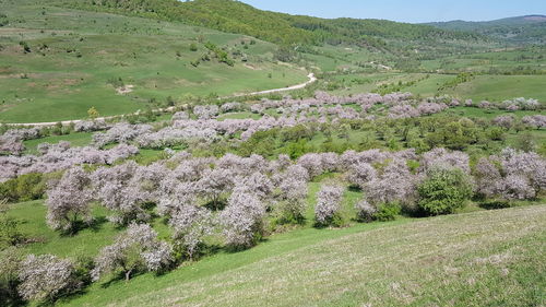 Scenic view of flowering plants on land