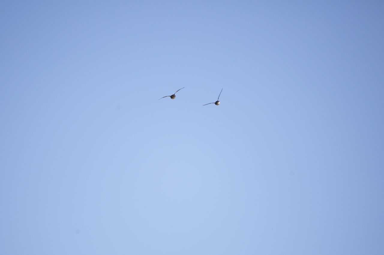 LOW ANGLE VIEW OF BIRDS FLYING