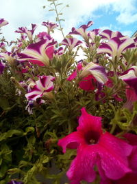 Close-up of pink flowering plants in park