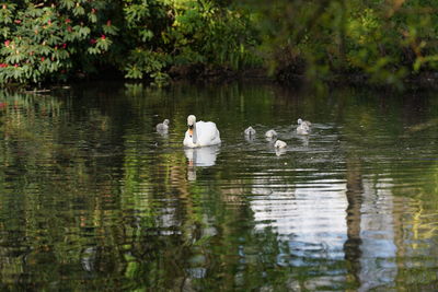 Swans swimming in lake