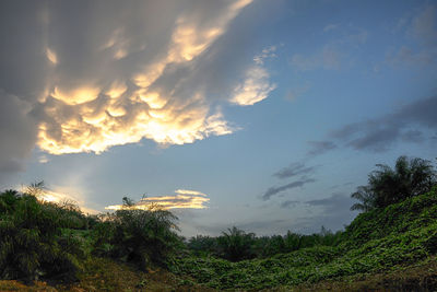 Scenic view of trees against sky during sunset