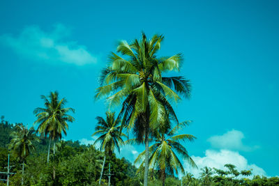 Low angle view of palm trees against blue sky