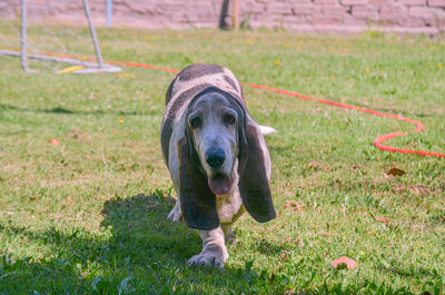 Portrait of dog on field