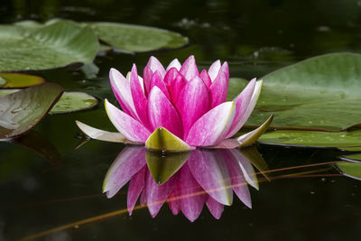 A beautiful bright water lily is reflected in the dark water of the pond.