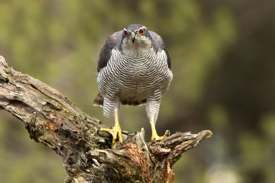 Close-up of eagle perching on tree