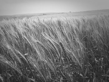 View of wheat field