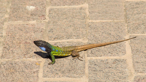 High angle view of lizard on footpath during sunny day