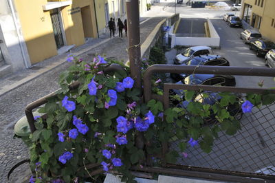 Close-up of flowers on street