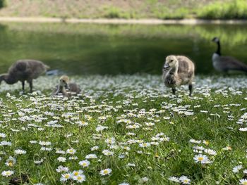 Sheep on a lake