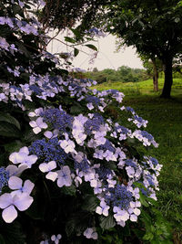 Close-up of purple flowering plant