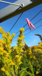 Close-up of yellow flowers