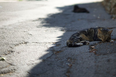 ''...zen'' - cat lying on footpath