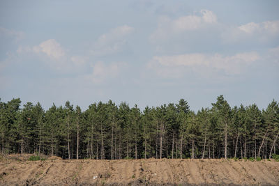 Trees on field against sky