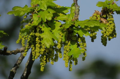 Close-up of green flowering plant