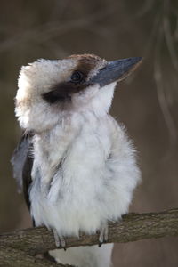 Close-up portrait of laughing kookaburra dacelo novaeguineae head looking up western australia.