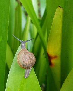 Close-up of snail on leaf