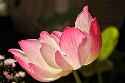 Close-up of pink lily