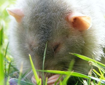 Close-up of rabbit