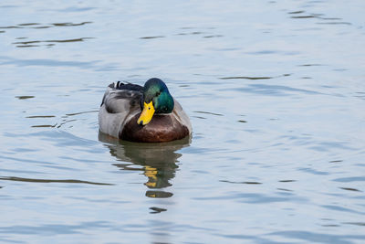 Duck swimming in lake