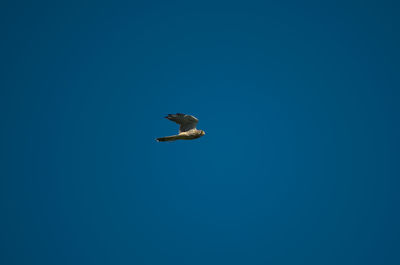 Low angle view of seagull flying