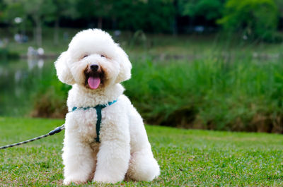 An adorable smiling white poodle which in dog leash sitting on grass while walking at the park.