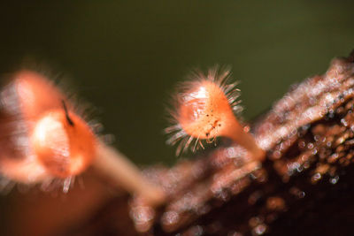 Close-up of dandelion flower