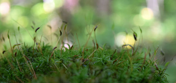 Close-up of grass on field