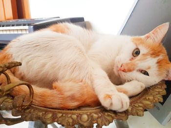 Close-up of ginger cat