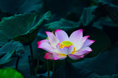 Close-up of pink lotus water lily