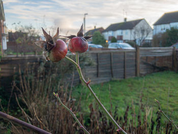 Close-up of fruits growing on field by building