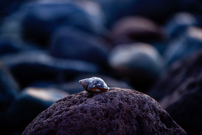 Close-up of lizard on rock