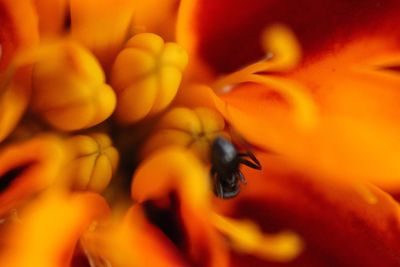 Close-up of bee on orange flower