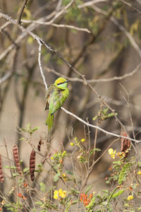 Bird perching on a plant
