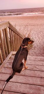 Bluetick coonhound watching birds on beach