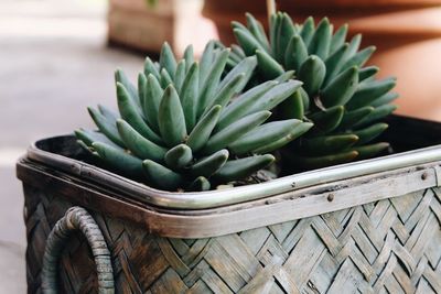 Close-up of succulent plants in planter