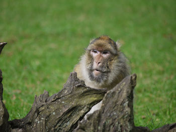 Portrait of monkey sitting on wood