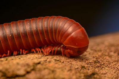 Close-up of caterpillar on a land