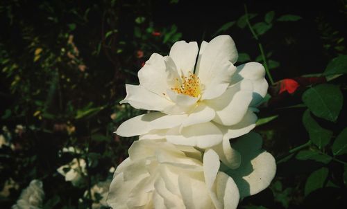 Close-up of white flower